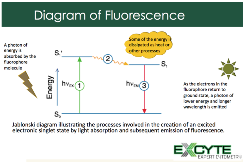 jablonski diagram explanation | Expert Cytometry | jablonski diagram fluorescence