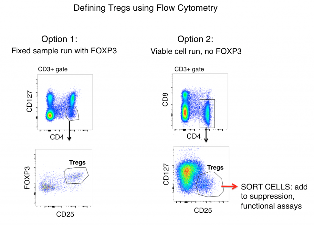 tregs by flow cytometry - t-regulatory cells gating