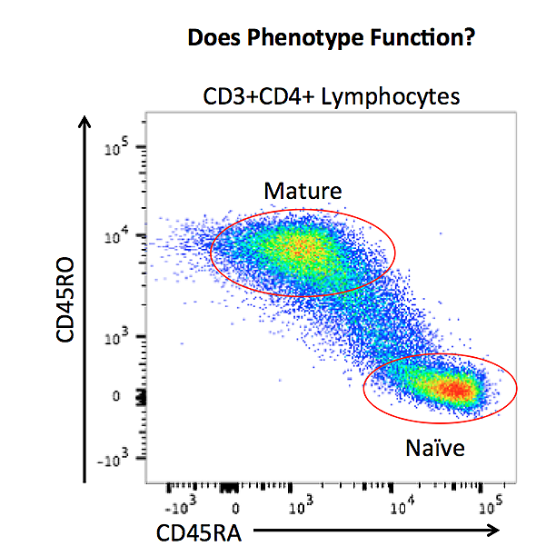 Flow cytometry T Cell differentation phenotype function