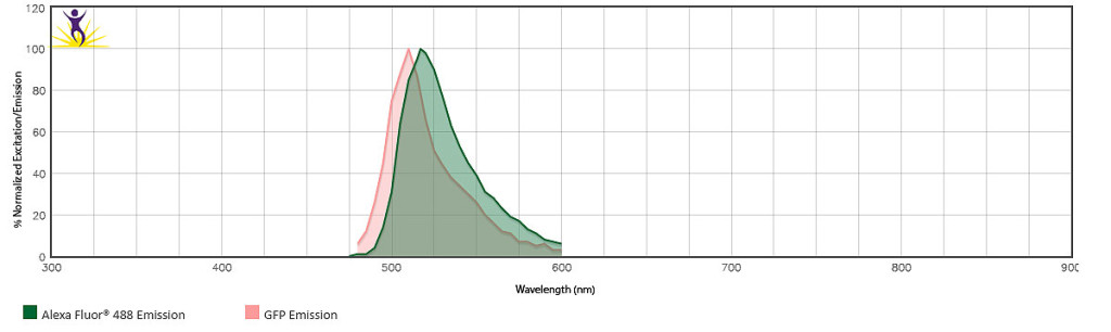 Figure 4 illustrates the difference in emission spectra between Alexa FluorⓇ 488 and GFP (spectra were generated using the BioLegendⓇ Fluorescence Spectra Analyzer)