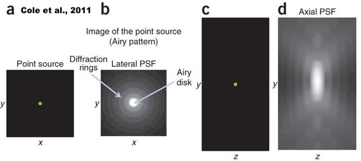4Pi microscopy is used for the increase of an image's axial resolution