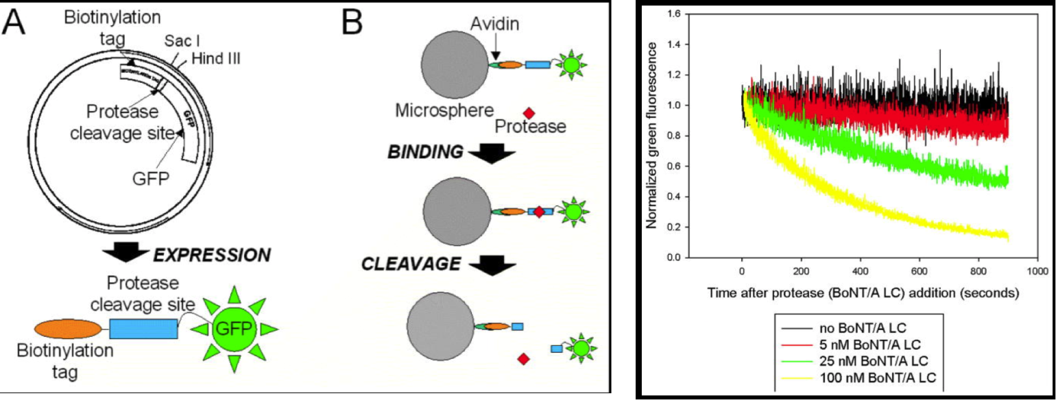 The protease assay of a flow cytometry experiment