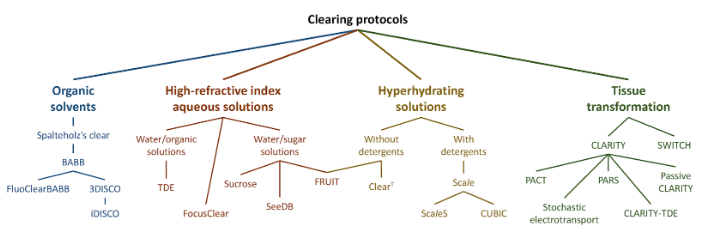 tissue clearing protocols tree diagram
