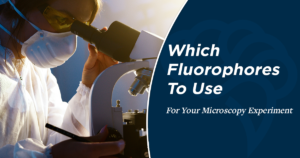 Which Fluorophores To Use For Your Microscopy Experiment