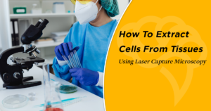 How To Extract Cells From Tissues Using Laser Capture Microscopy